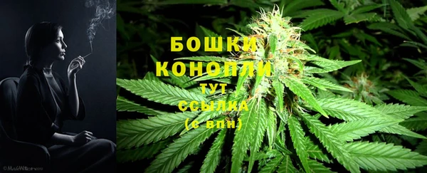 шишки Аркадак
